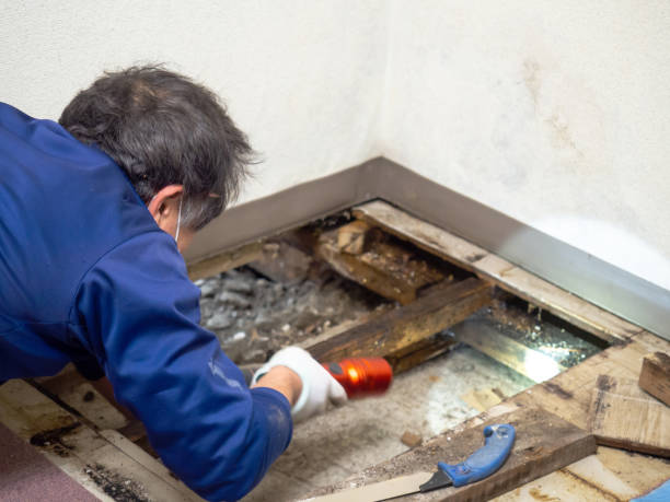 Trusted Bullard, TX Mold Removal Experts