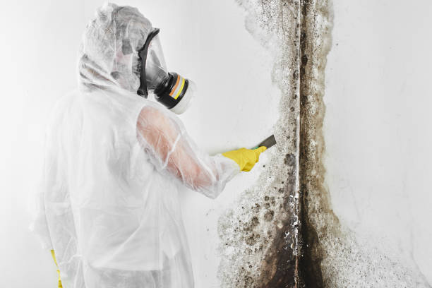 Best Office Mold Removal Services  in Bullard, TX