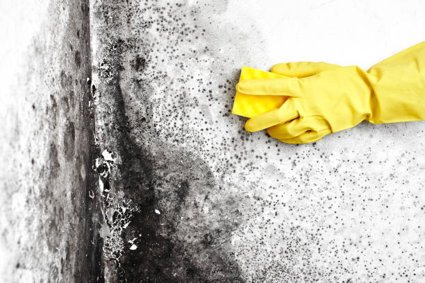 Best Black Mold Removal  in Bullard, TX
