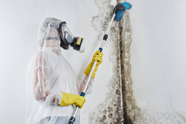 Best Emergency Mold Removal  in Bullard, TX