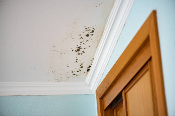 Best Mold Removal Near Me  in Bullard, TX