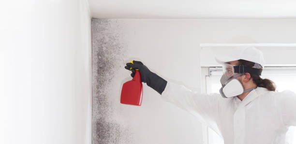 Mold Removal and Inspection in Bullard, TX