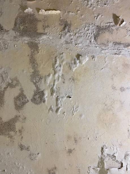 Mold Testing and Removal in Bullard, TX