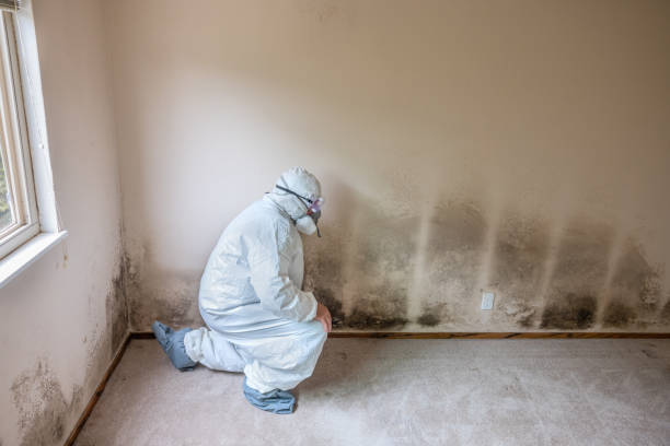 Best Mold Removal Specialists  in Bullard, TX