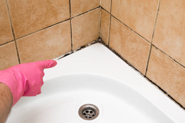Best Same-Day Mold Removal  in Bullard, TX